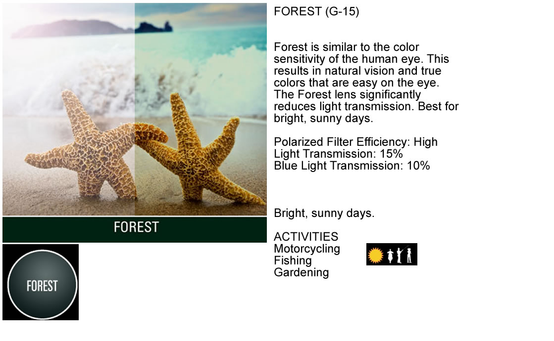 forest.jpg